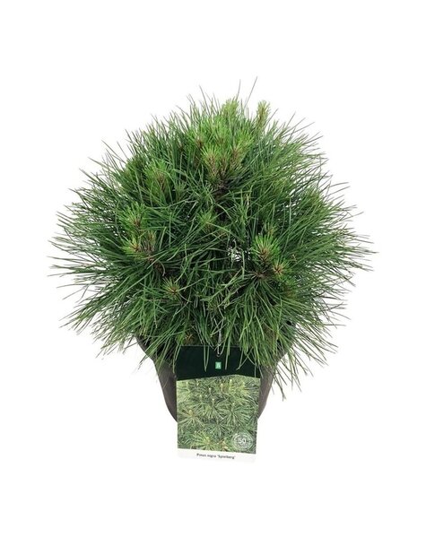 Pinus