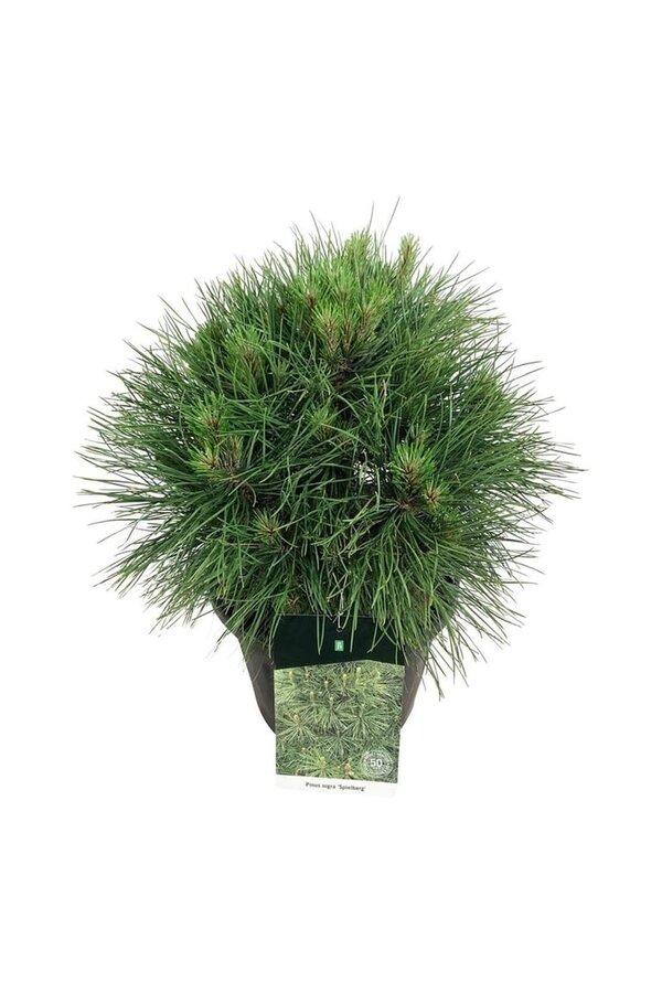 Denneboom Pinus nigra Spielberg