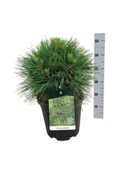 Denneboom Pinus nigra Spielberg