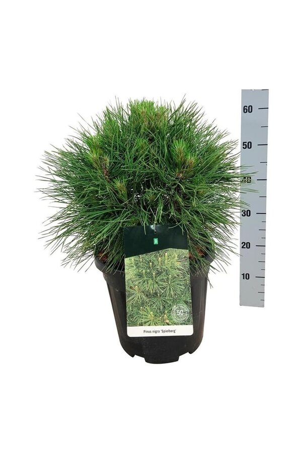 Denneboom Pinus nigra Spielberg