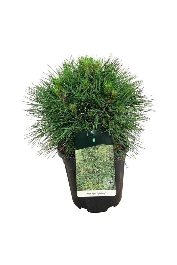 Denneboom Pinus nigra Spielberg