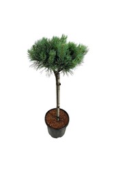 Denneboom Pinus Nana