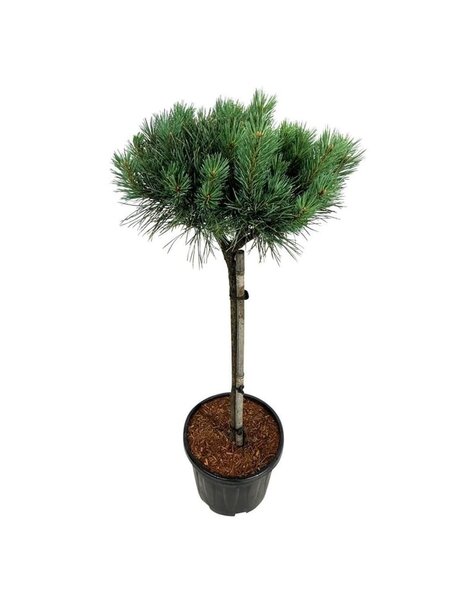 Pinus
