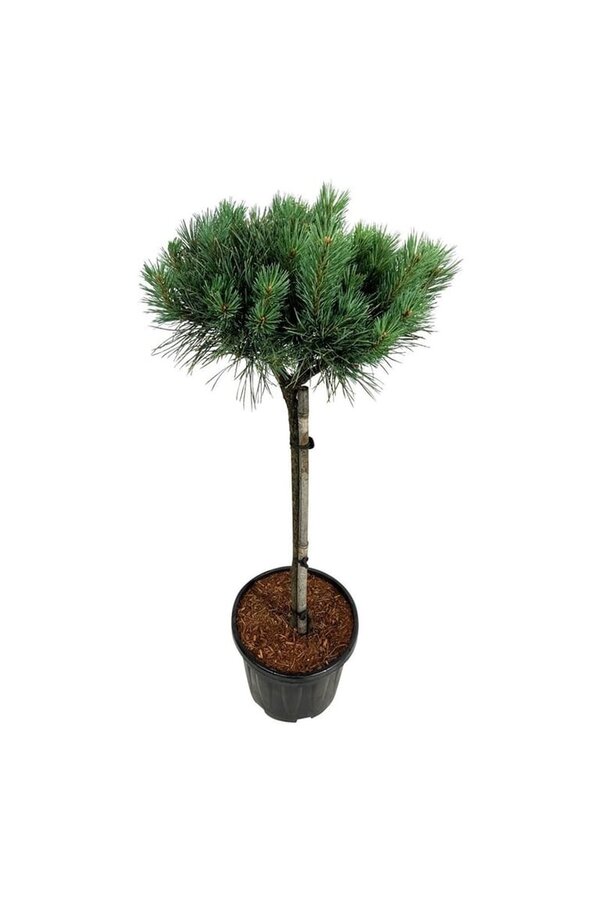 Denneboom Pinus Nana