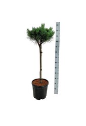 Denneboom Pinus Nana