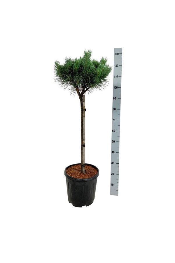 Denneboom Pinus Nana