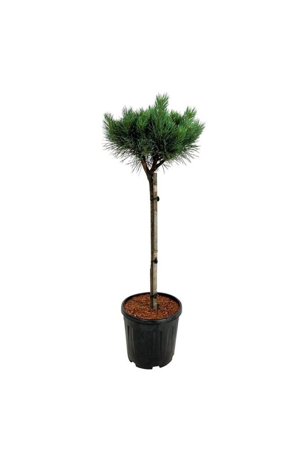 Denneboom Pinus Nana