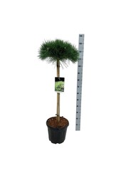 Pin Pinus nigra Pierrick Brégeon