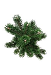 Denneboom Pinus nigra Oregon Green