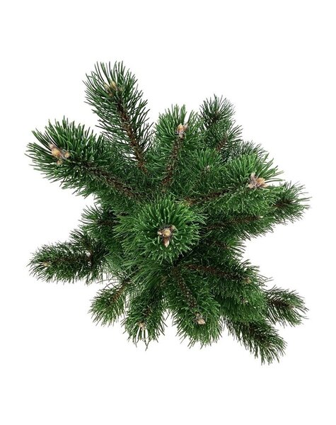 Pinus