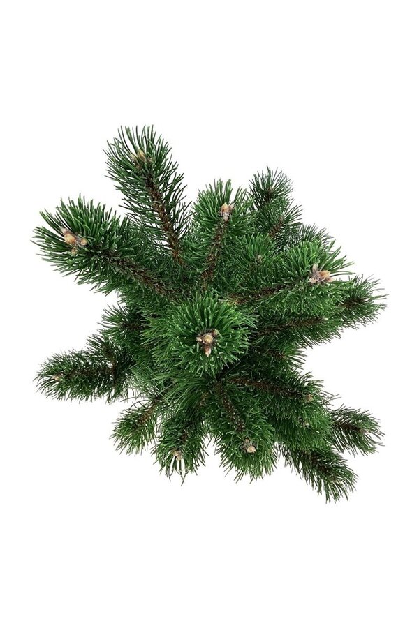 Denneboom Pinus nigra Oregon Green