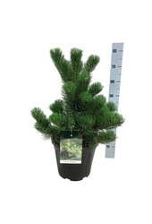 Denneboom Pinus nigra Oregon Green