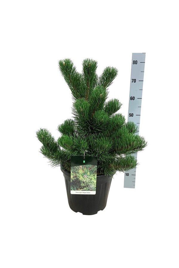 Pin Pinus nigra Oregon Green