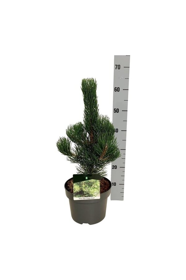 Pin Pinus nigra Oregon Green