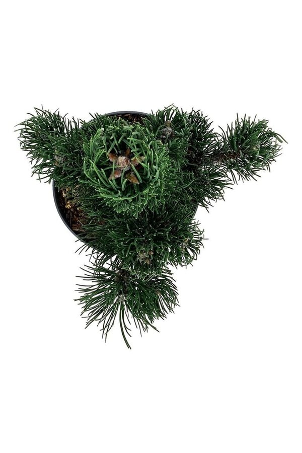 Pin Pinus nigra Oregon Green