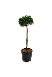Denneboom Pinus nigra Nana