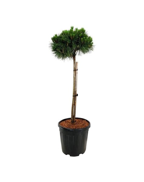 Pinus