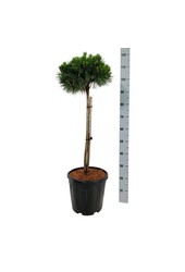 Denneboom Pinus nigra Nana