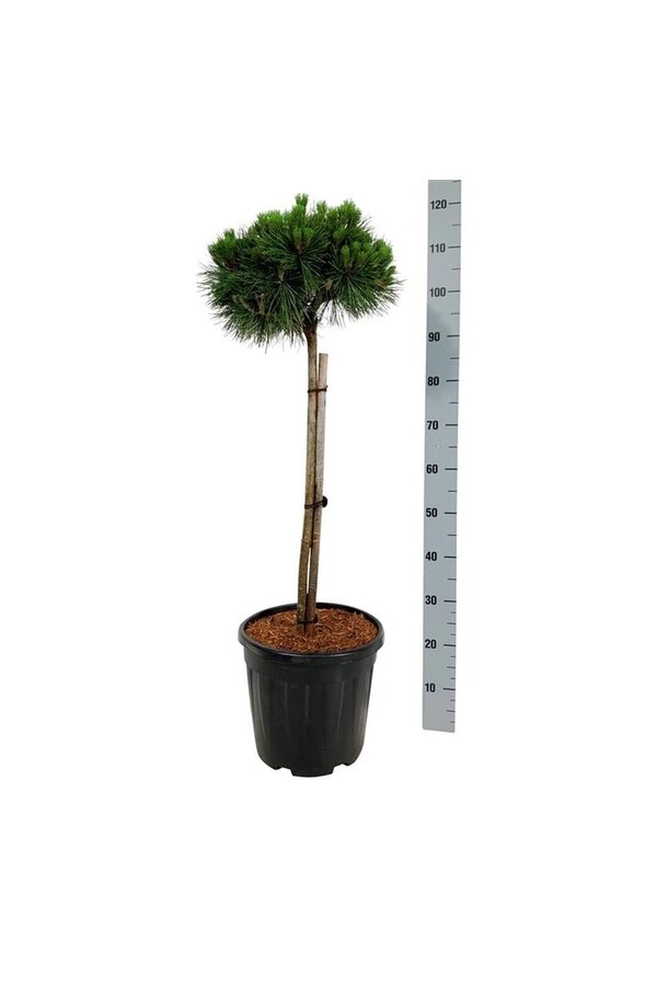 Denneboom Pinus nigra Nana