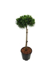 Denneboom Pinus nigra Nana