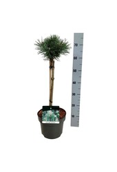Denneboom Pinus mugo Columnaris