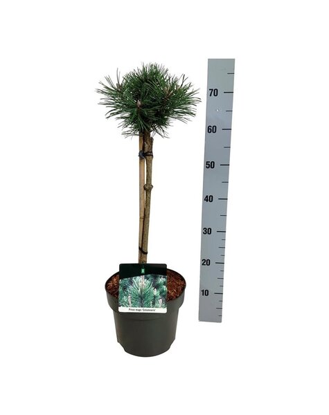 Pinus