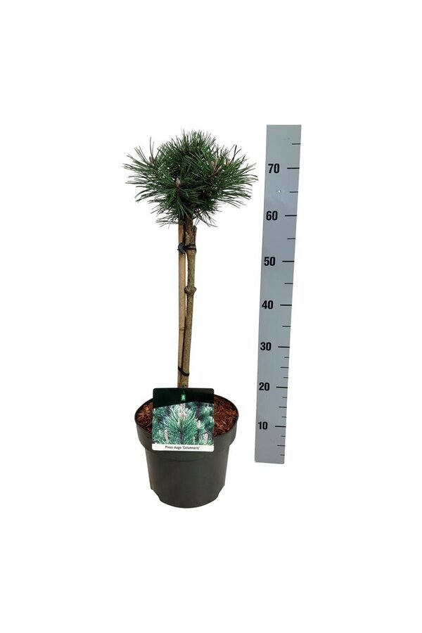 Denneboom Pinus mugo Columnaris