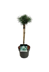 Denneboom Pinus mugo Columnaris