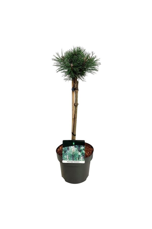 Denneboom Pinus mugo Columnaris