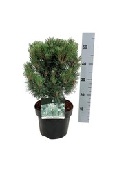 Denneboom Pinus mugo Columnaris