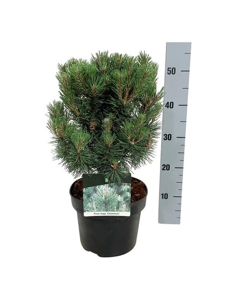 Pinus