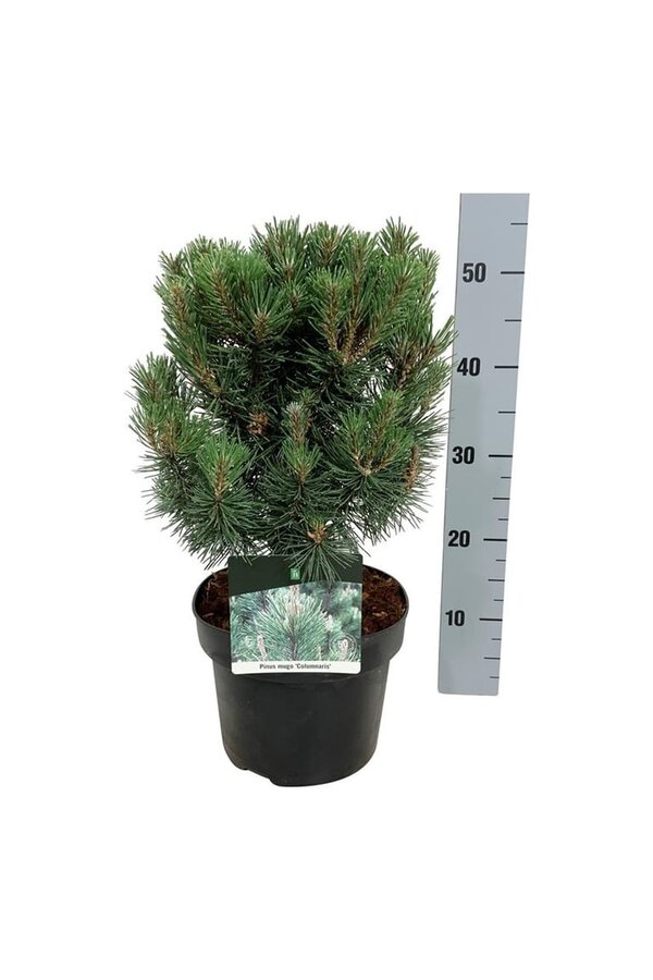 Denneboom Pinus mugo Columnaris