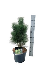 Denneboom Pinus nigra Green Tower
