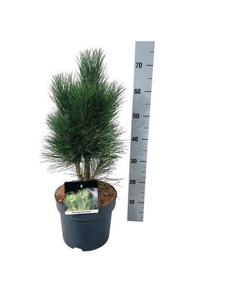 Pinus