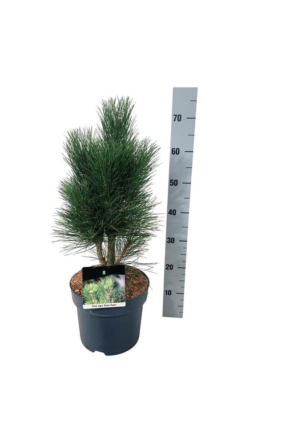 Denneboom Pinus nigra Green Tower