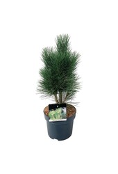 Denneboom Pinus nigra Green Tower