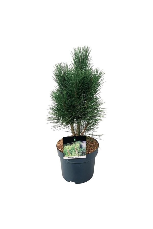 Denneboom Pinus nigra Green Tower