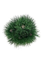 Denneboom Pinus nigra Green Tower