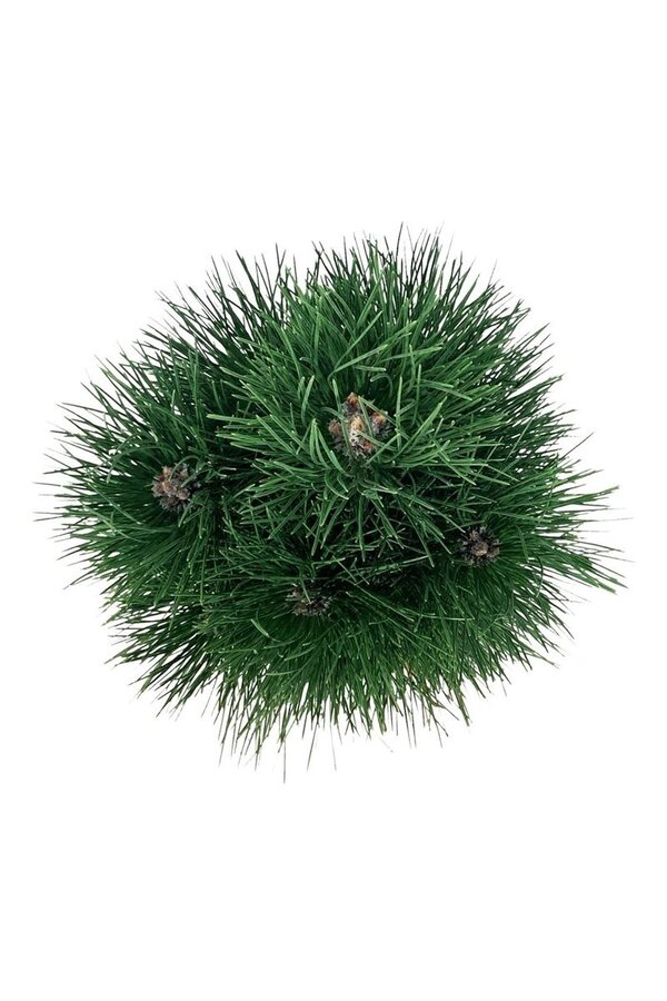Denneboom Pinus nigra Green Tower