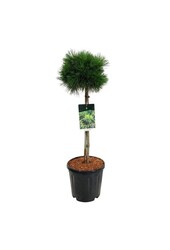 Denneboom Pinus mugo Varella