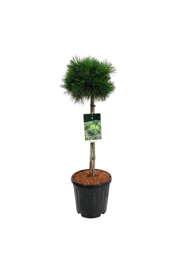 Denneboom Pinus mugo Varella