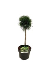 Denneboom Pinus mugo Varella
