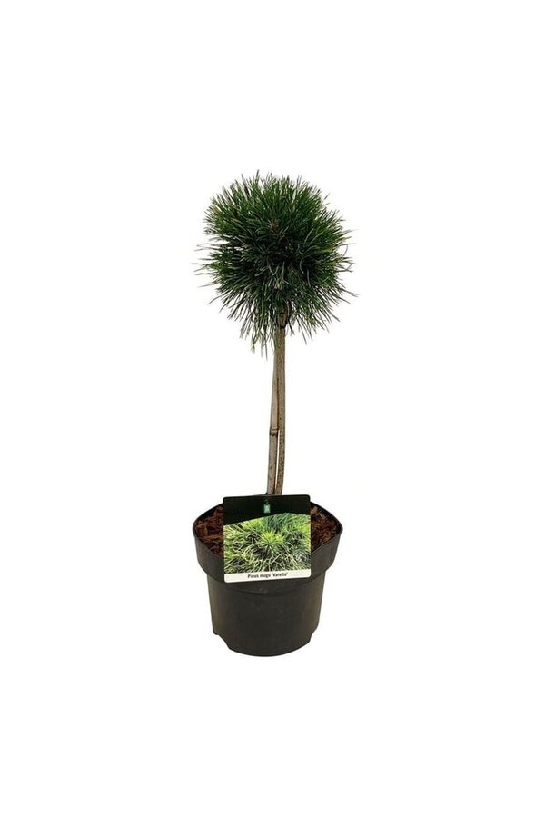 Denneboom Pinus mugo Varella