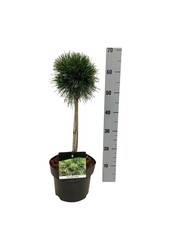 Denneboom Pinus mugo Varella