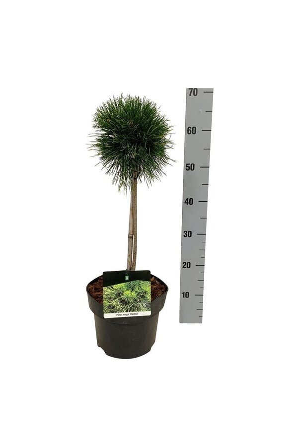 Denneboom Pinus mugo Varella