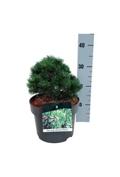Denneboom Pinus mugo Sherwood Compact