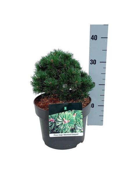 Pinus