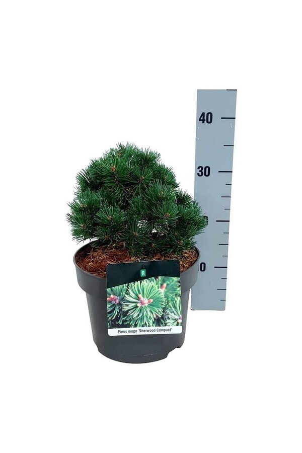 Denneboom Pinus mugo Sherwood Compact