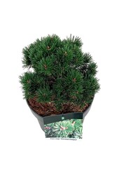 Denneboom Pinus mugo Sherwood Compact