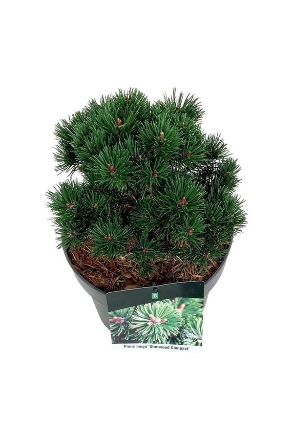 Denneboom Pinus mugo Sherwood Compact